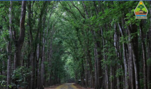 Hutan Lindung Kedu, Jawa Tengah